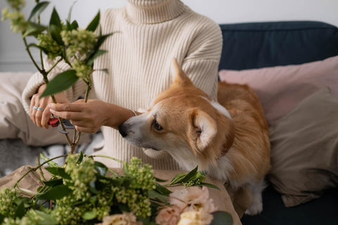dog looking at person cutting stem of flowers