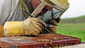 Honey Bees Decimated by Pesticides