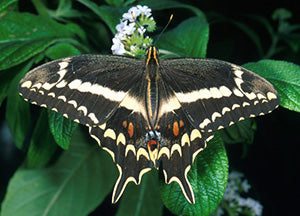 Butterflies decimated by Pesticides