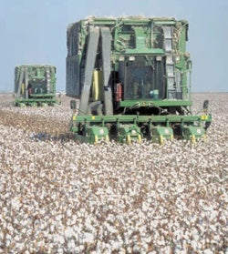 California Grown Cotton