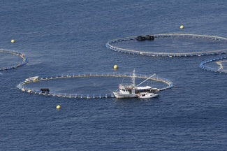 Commercial fishing tuna pens