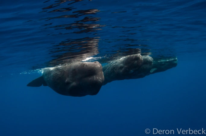 Deron Verbeck Kona Hawaii Sperm Whale Envounter 1