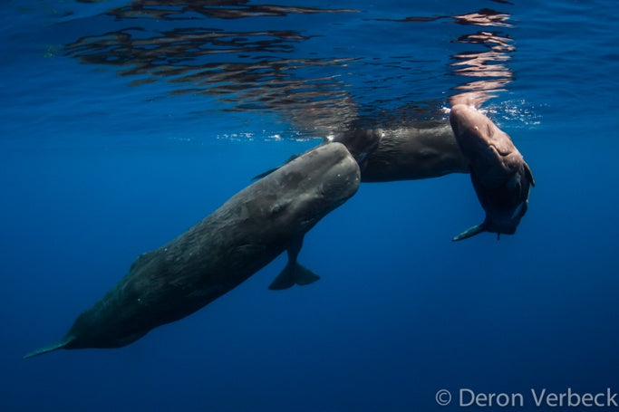 Deron Verbeck Kona Hawaii Sperm Whale Envounter 3