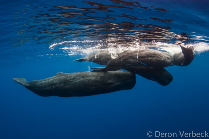 Deron Verbeck Kona Hawaii Sperm Whale Envounter 4