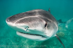 Deron Verbeck Tiger Shark Kona Hawaii