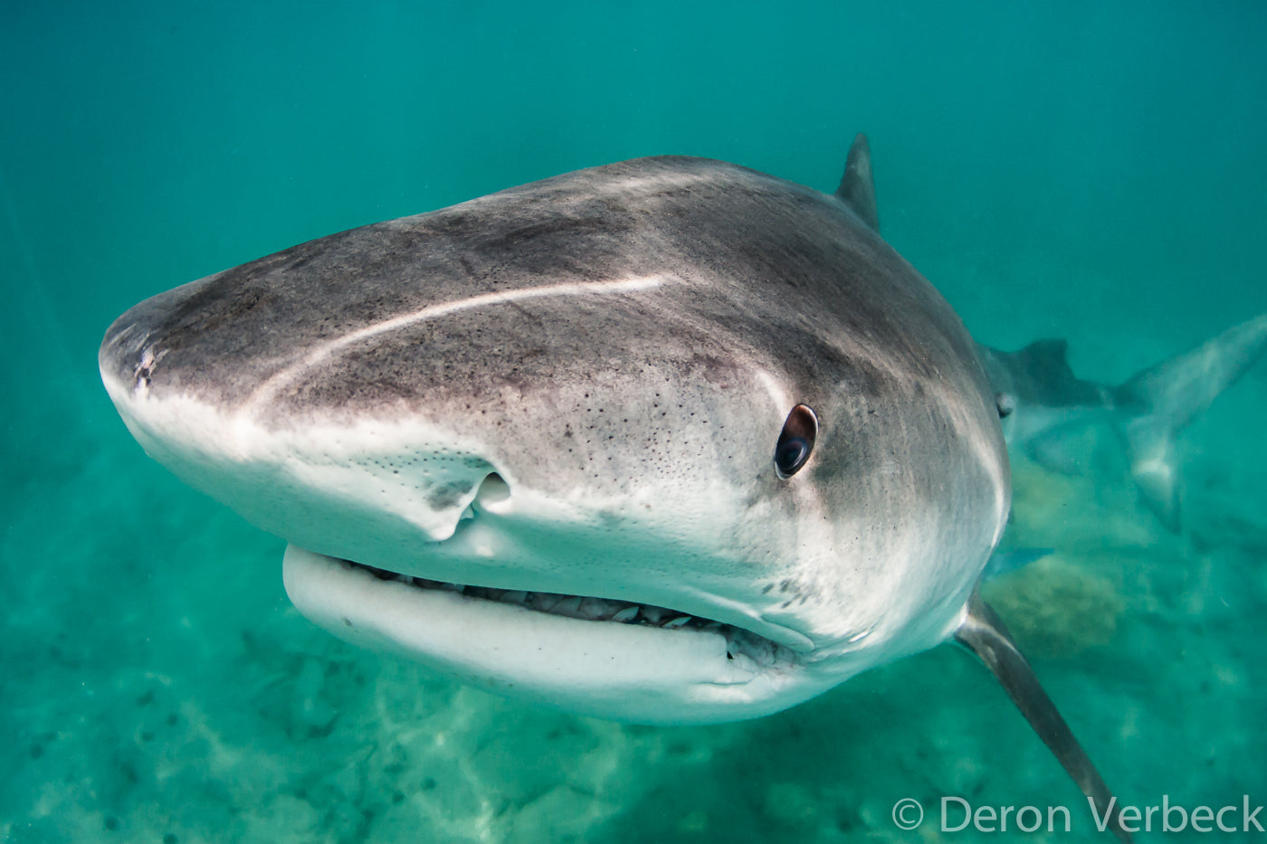 Tiger Shark Kona Hawaii Deron Verbeck