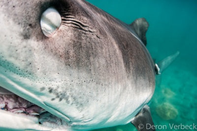 Tiger Shark with Freediver Deron Verbeck in Kona Hawaii II