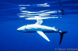 Blue Shark Killed in Kona