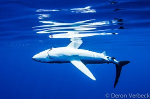 Hawaii Blue Shark Dying