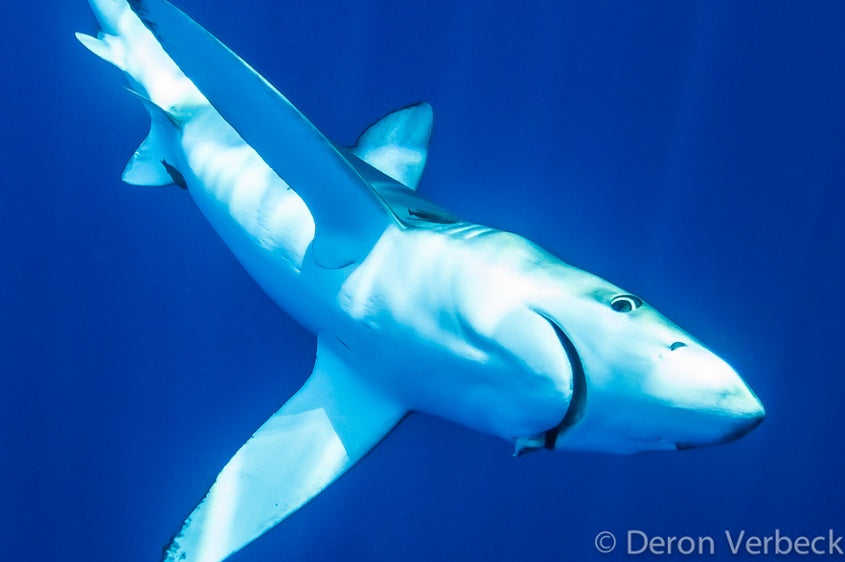 Kona Hawaii Blue Shark Swimming