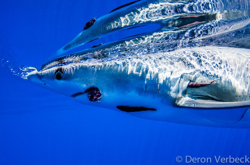 Daytime Hawaii Blue Shark