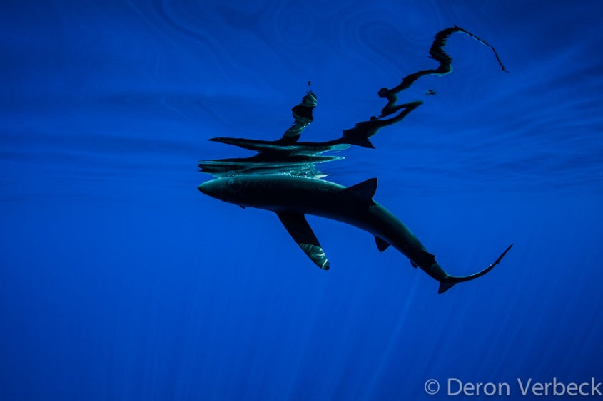 Hawaii Blue Shark Daytime