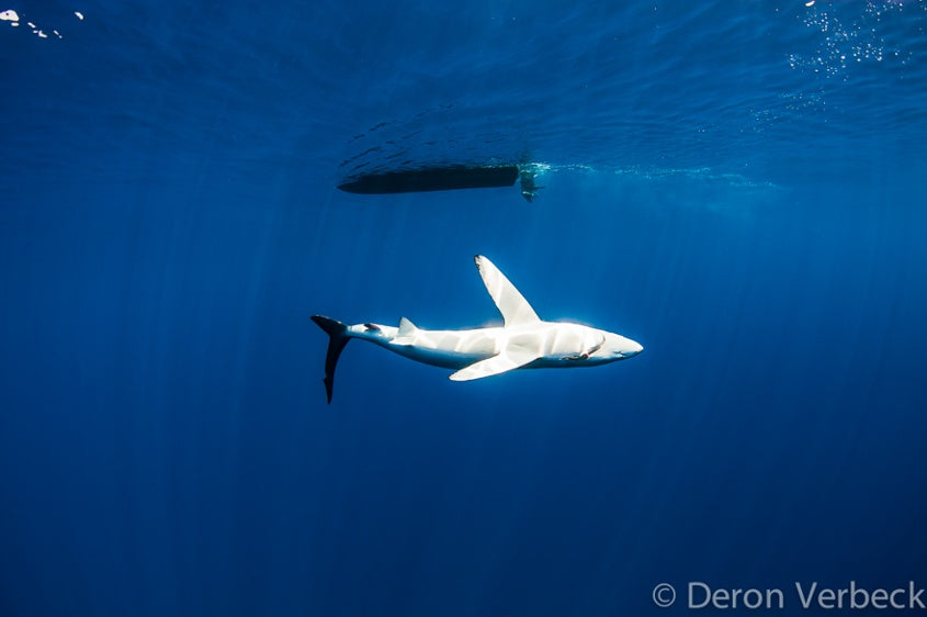 Hawaii Blue Shark Under Boat