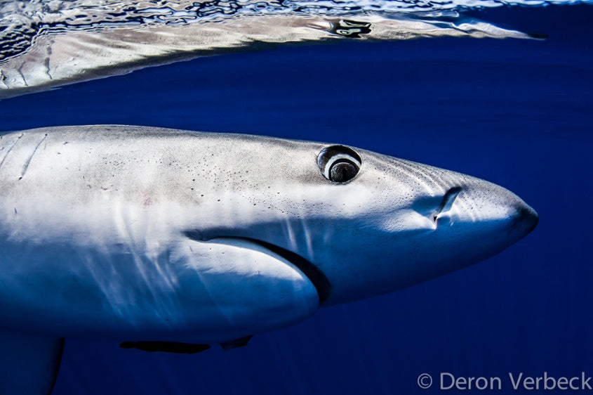 Close to Diver Hawaii Blue Shark