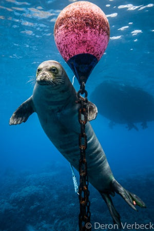 B1819 Hawaiian Island Monk Seal Big Island