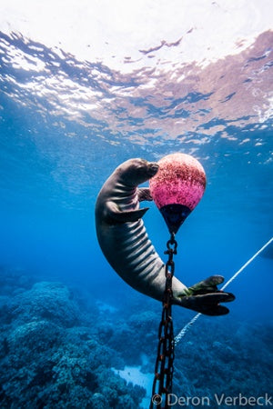 Hawaiian Monk Seal Endangered in Hawaii