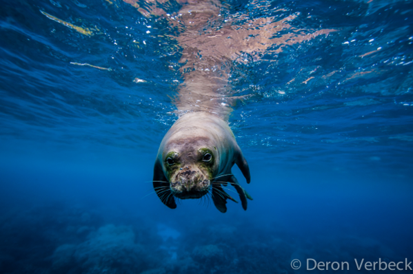 Hawaiian Monk Seal Kona