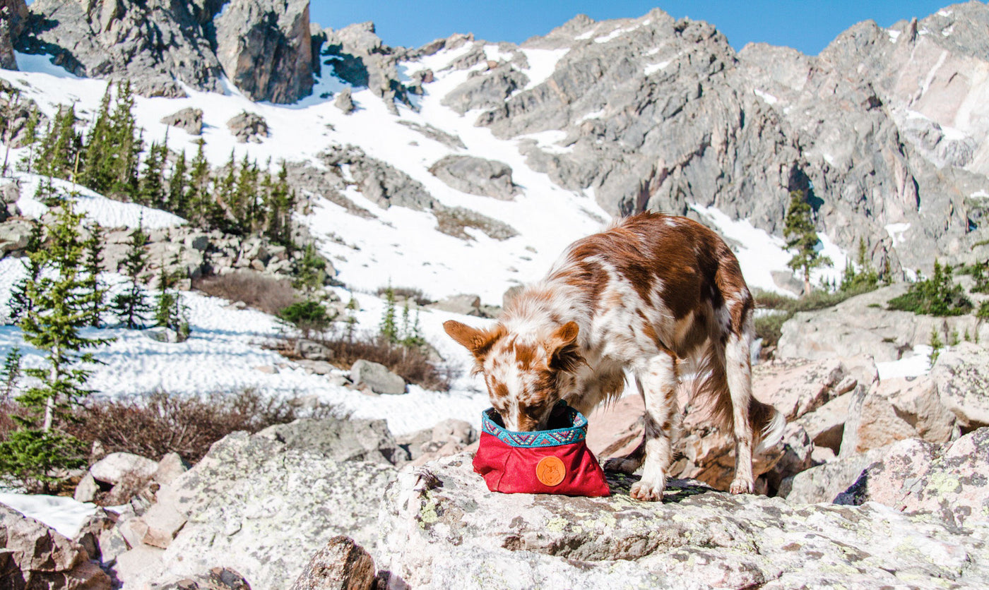 how much water should i bring my dog hiking