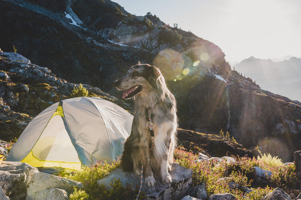The 5 Types of Campsites + How to Find a Dog-Friendly Spot – Wilderdog