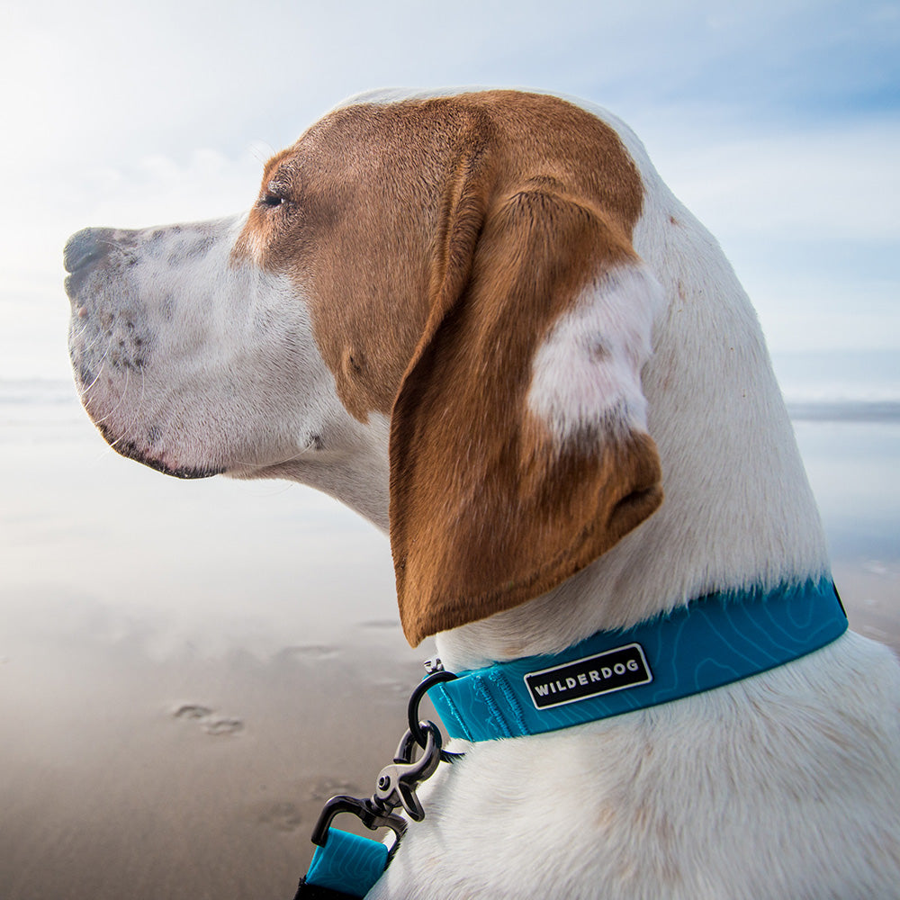 Teal Waterproof Collar