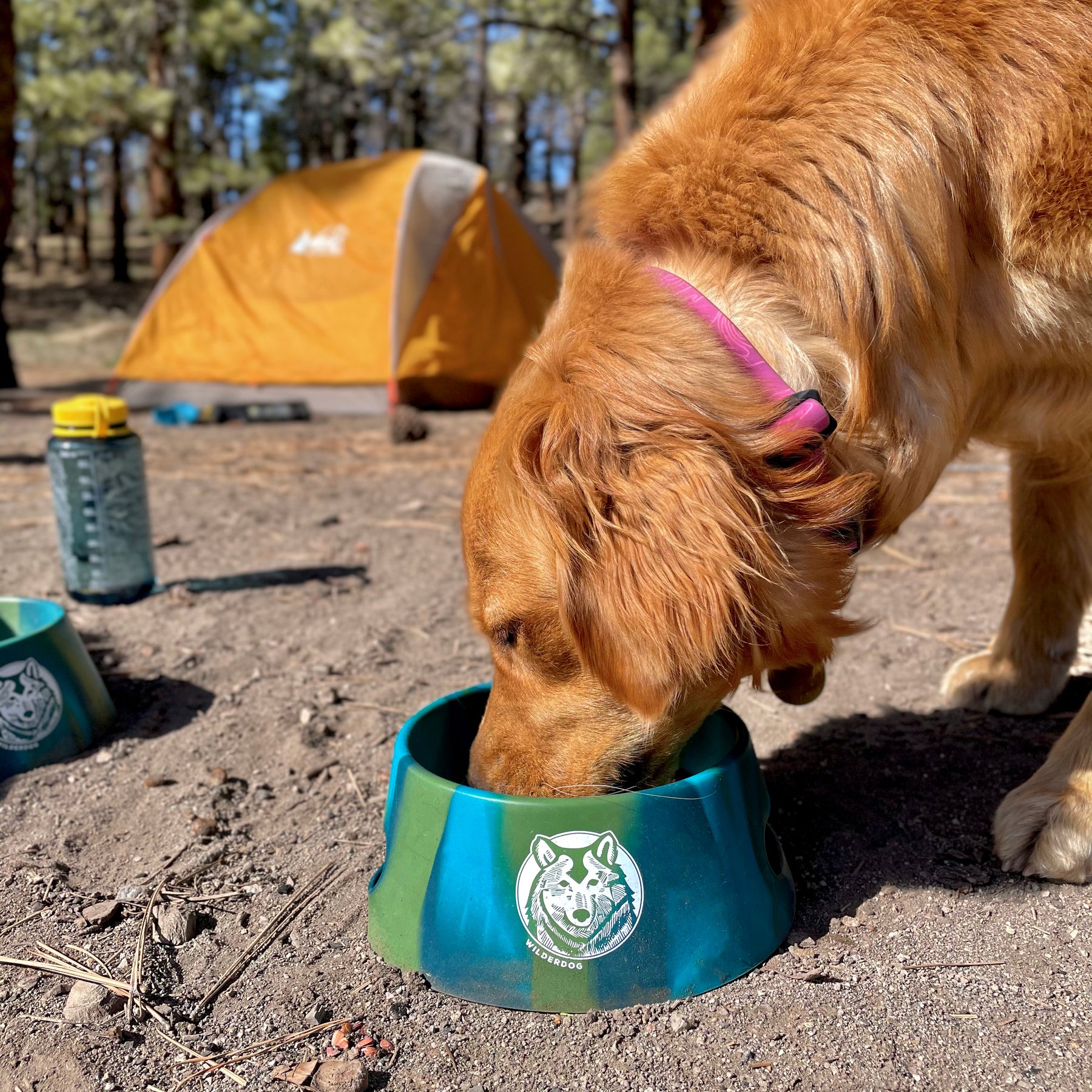 what kind of dog bowl is best