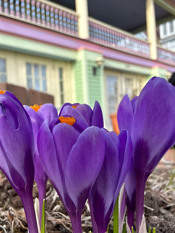 Spring crocus on Mackinac Island