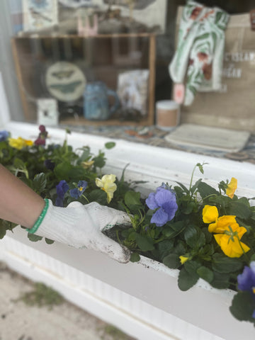 Pansies at Poppins[Home] on Mackinac Island
