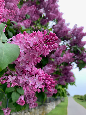 Mackinac Island Lilacs