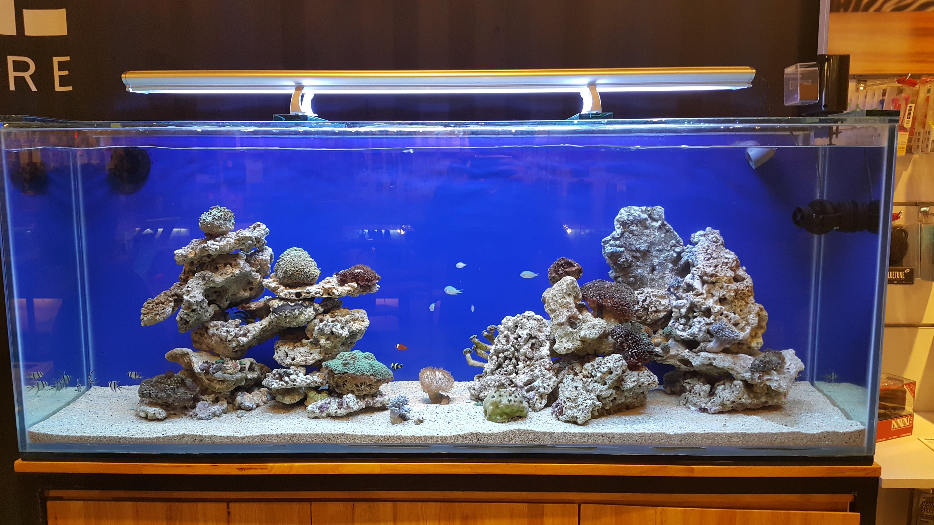Services – Bali Reef Aquarium Online Store