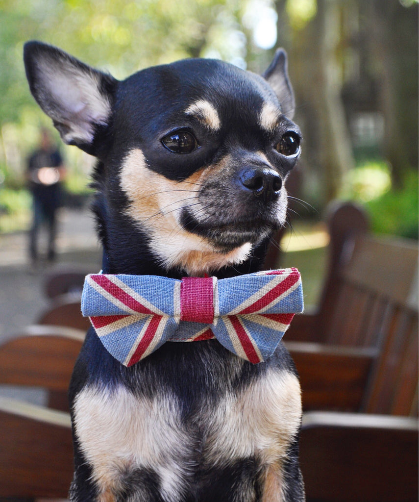 union jack dog bow tie