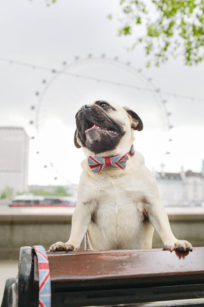 UNION JACK DOG BOW TIE COLLAR – Aaron \u0026 Fox