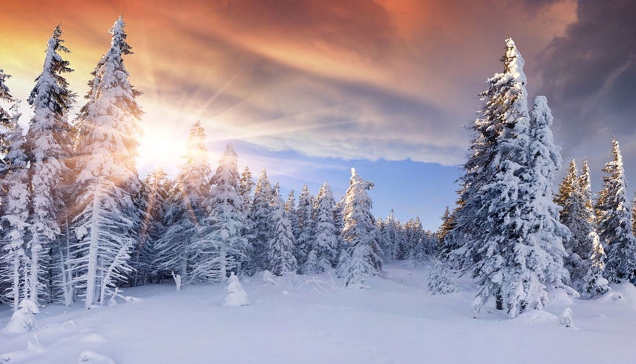 Christmas Snowy Winter Trees Backdrop For Photography Backdropsource