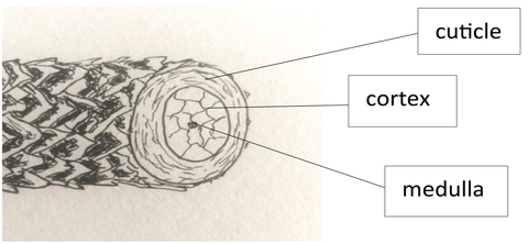 Hair Structure