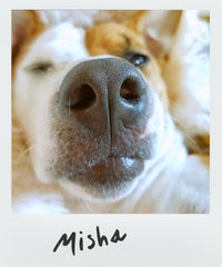 dog nose close up polaroid photo