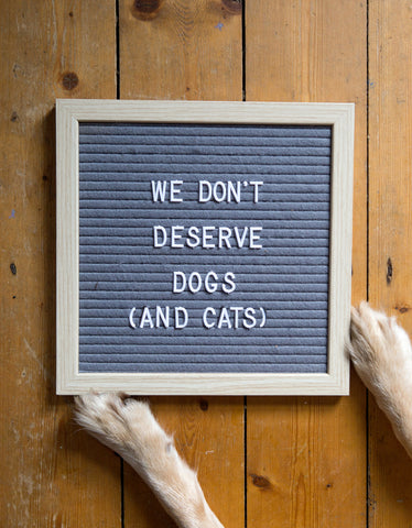 we don't deserve dogs and cats letter board