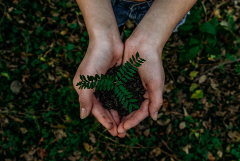 An image of a hand holding a plant