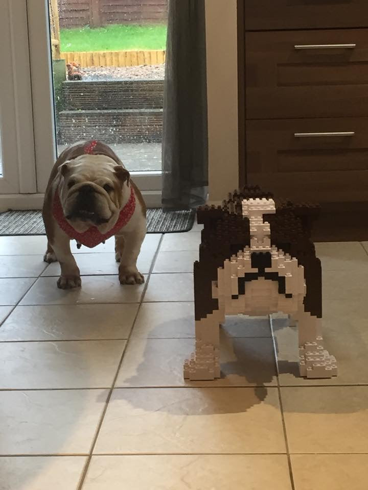 english bulldog lego set