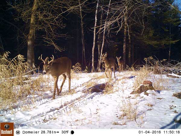 deer trail in snow