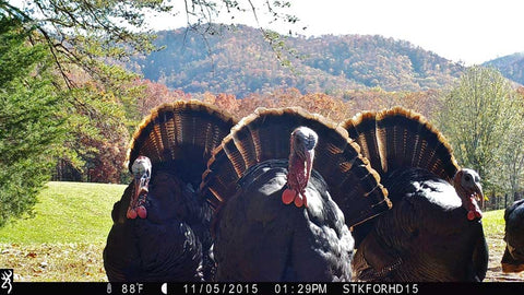 turkeys and trailcams