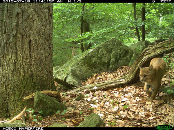 Bobcat on Reconyx game camera