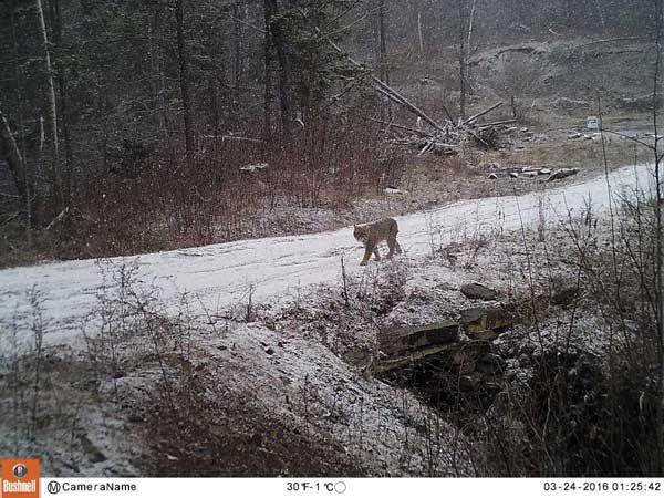 bobcat in snow