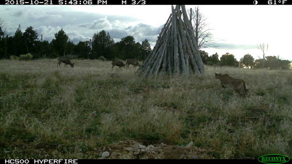 Mountain lion stalks prey