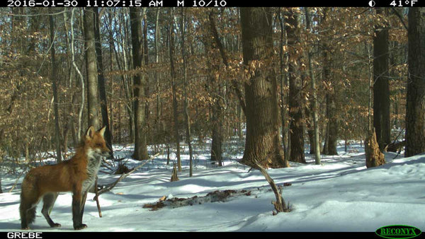 Fox in the snow