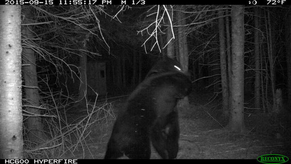 Two bears fighting at night