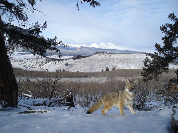 predator on trailcam