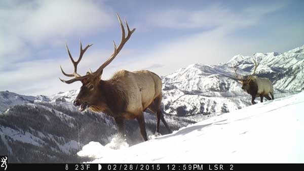 Elk in the mountains