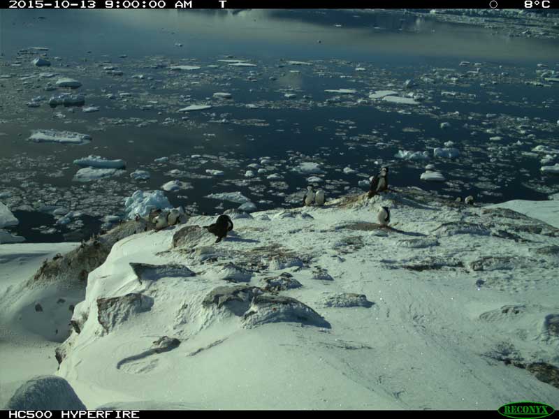 penguins with a trail camera