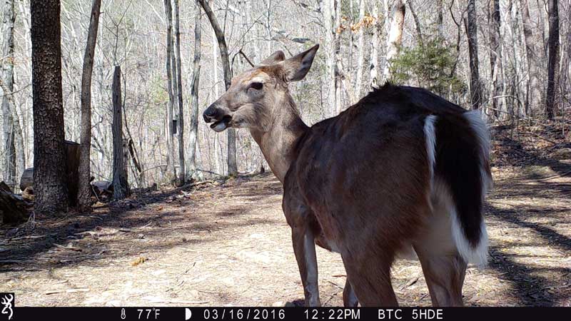 deer looking at strike force elite