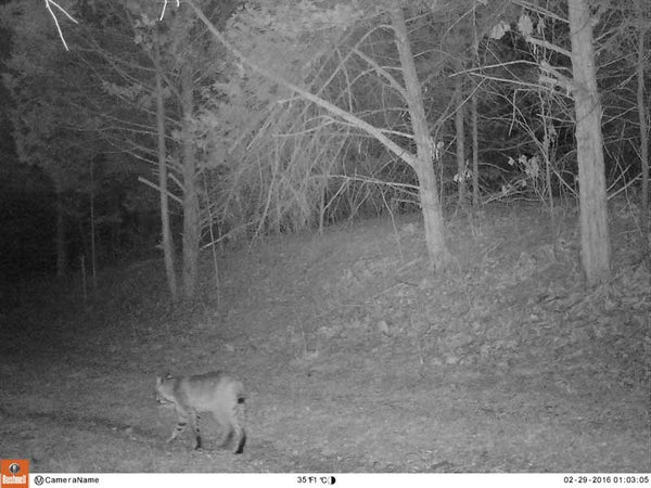 Bobcat on Bushnell Essential E2