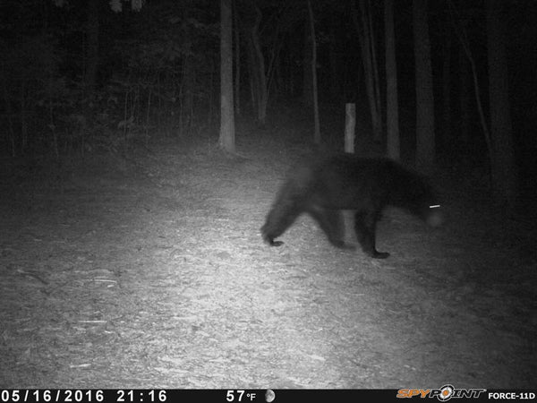 bear walking in front of spypoint trail camera